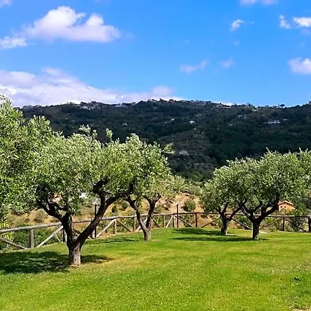 Sansivieri Agropoli